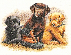 Jonge Hondjes met schoen Jonge Hondjes met schoen