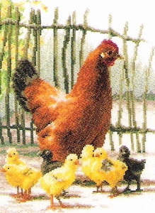 Kip met kleintjes Kip met kleintjes