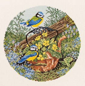 Blauwmezen Blauwmezen
